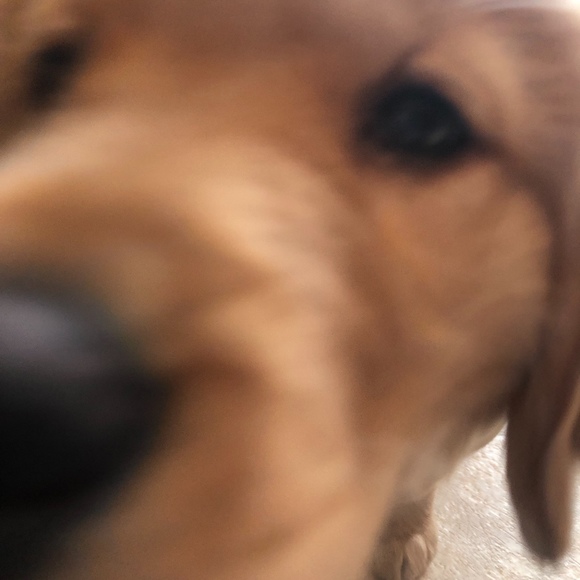 Meet your Posher, Leah - Picture 1 of 1